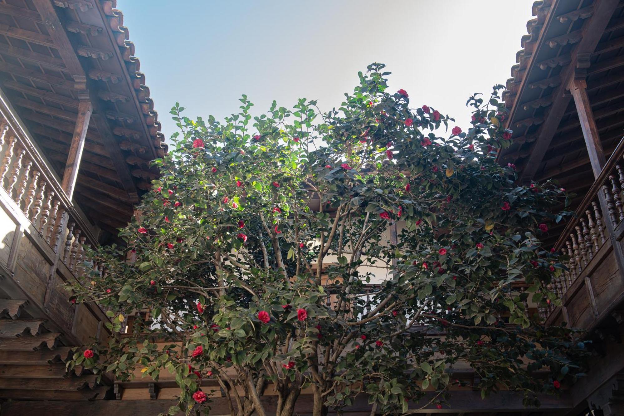 La Casa De La Camelia Hotel La Laguna  Exterior photo